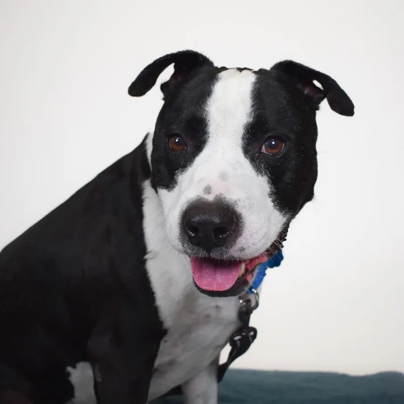 A senior large-sized male Bull Terrier dog named Buddy for adoption in West Palm Beach, FL