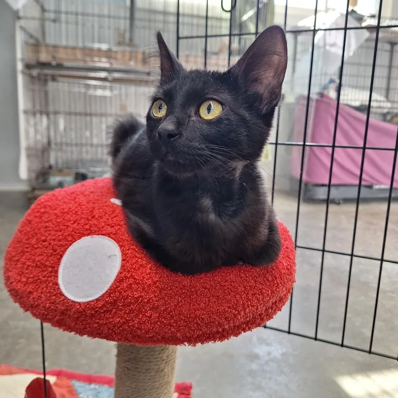 A baby medium-sized male Domestic Short Hair cat named Darth Vader for adoption in Clarinda, IA
