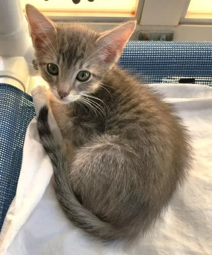A baby small-sized female Domestic Short Hair cat named Sugarpiehoneybunch for adoption in West Chester, PA
