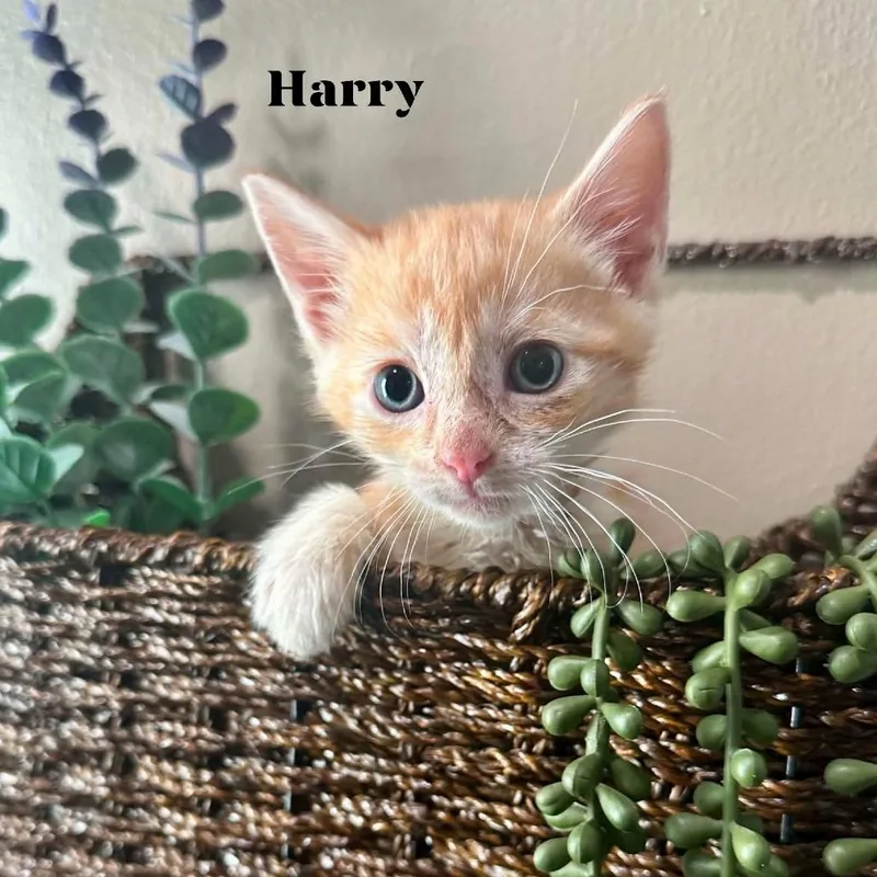 A baby small-sized male Orange / Red Domestic Short Hair cat named Harry for adoption in Rochester, MN
