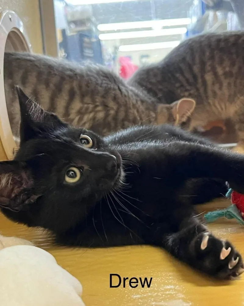 A young medium-sized male Black Domestic Short Hair cat named Drew for adoption in Spring Lake, NJ