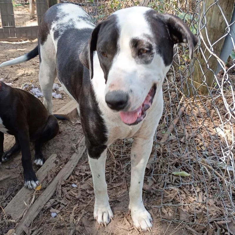 A young large-sized female Terrier dog named Dottie III for adoption in Mount Pleasant, TX