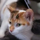 An adult medium-sized female Tabby (Buff / Tan / Fawn) Domestic Short Hair cat named Maggie for adoption in Hilliard, OH