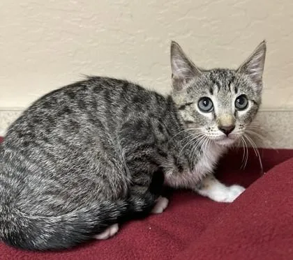 A young small-sized male Domestic Short Hair cat named Tandy for adoption in Phoenix, AZ