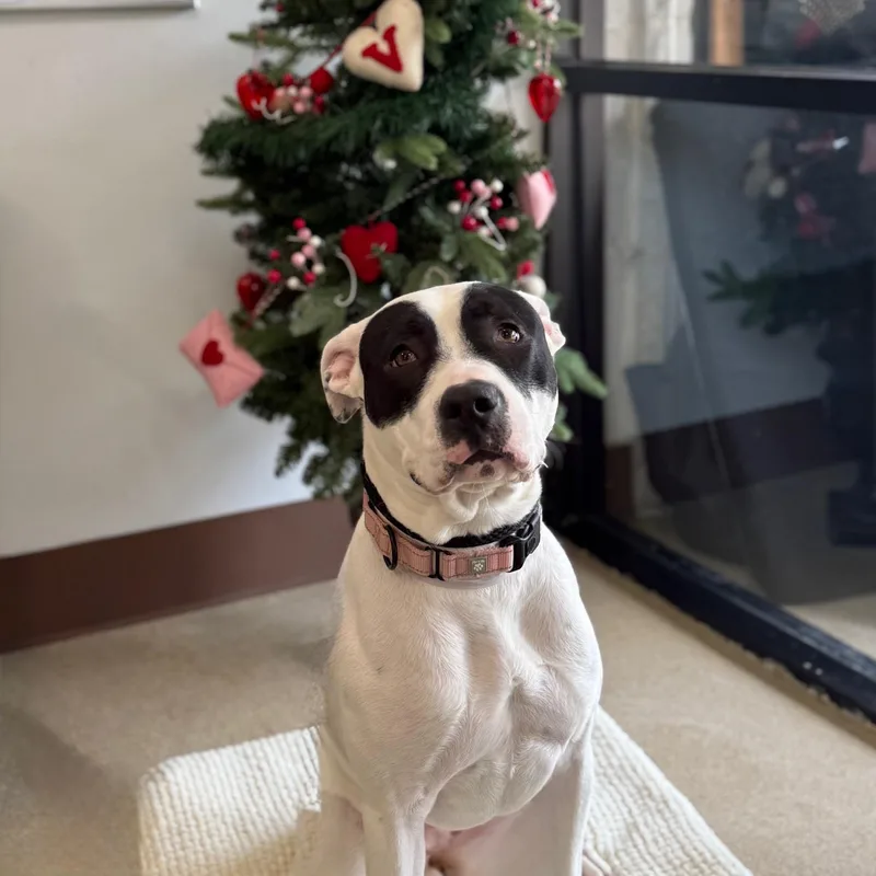 A young medium-sized female White / Cream Mixed Breed dog named Bandit for adoption in Brookhaven, NY