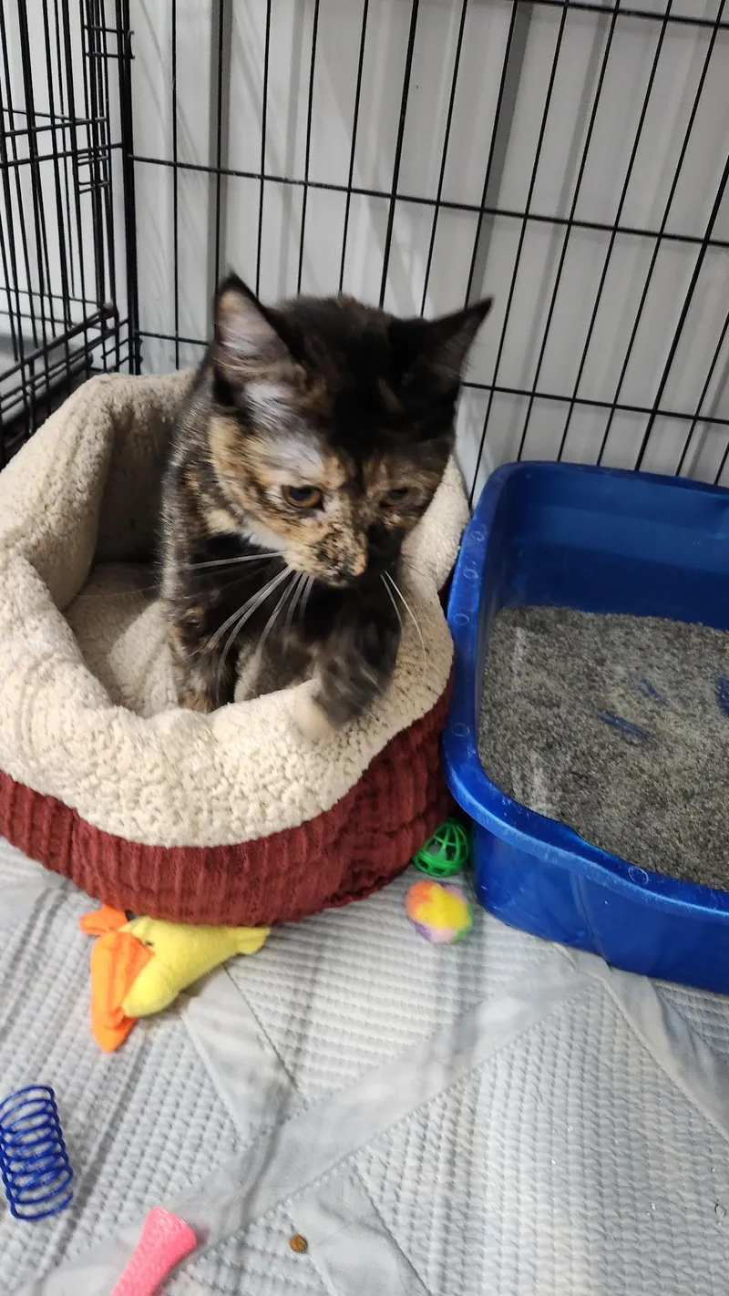 An adult medium-sized female Tortoiseshell Tortoiseshell cat named Zorrito for adoption in Le Mars, IA