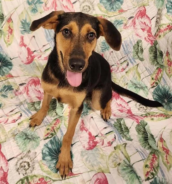 A baby small-sized female Black and Tan Coonhound dog named Tulip for adoption in Brunswick, GA