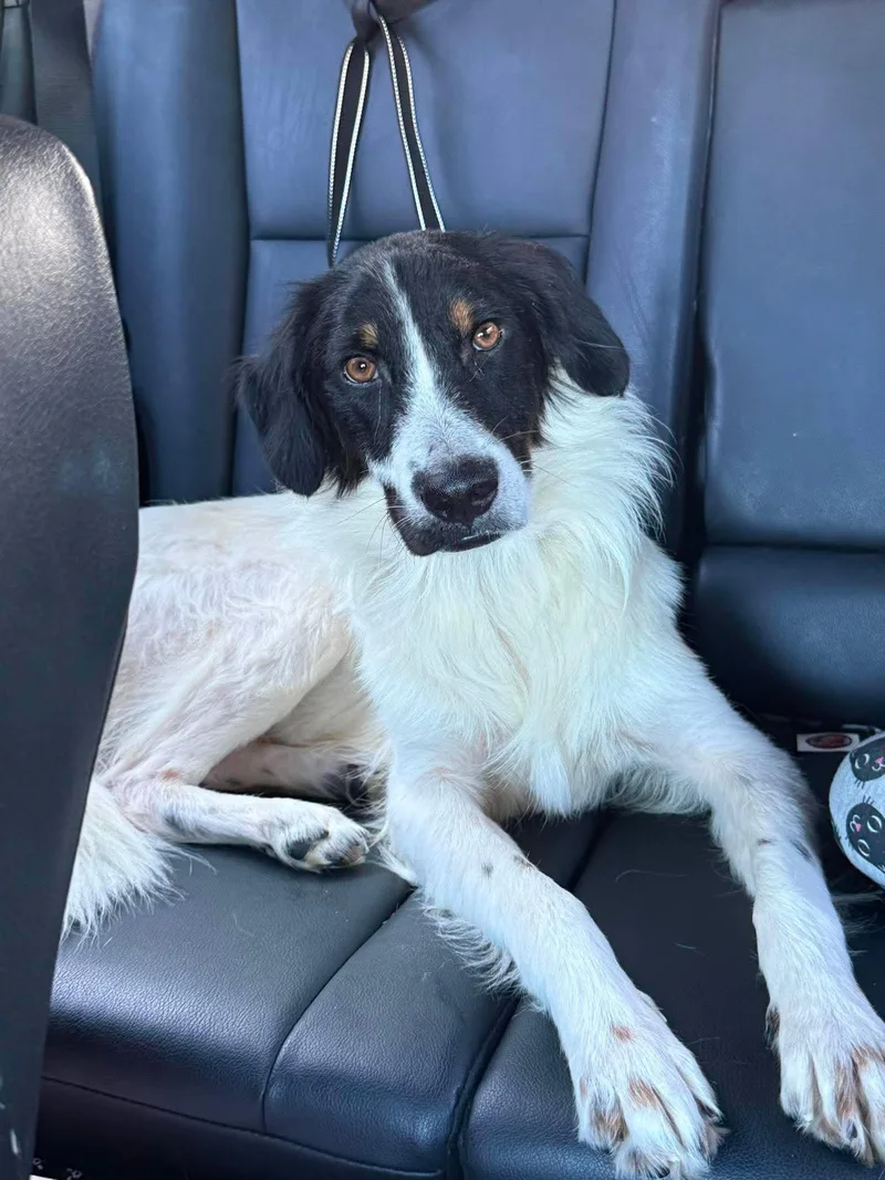 A young medium-sized male Mixed Breed dog named Wilbur for adoption in Holbrook, NY