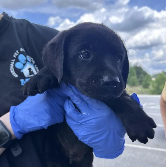 A baby large-sized male Black Labrador Retriever dog named Crookse Hogan for adoption in Broomfield, CO