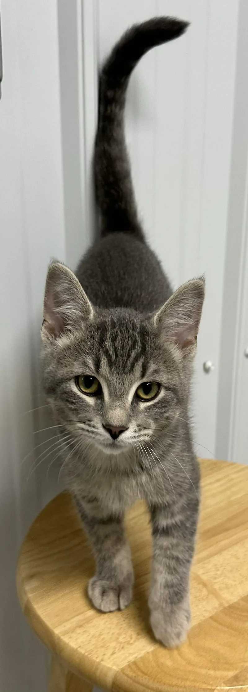 A young small-sized male Tabby (Gray / Blue / Silver) Domestic Short Hair cat named Sebastian for adoption in Webster City, IA