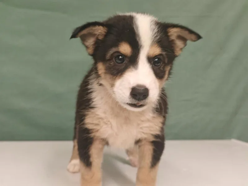 A baby medium-sized female Border Collie dog named Infiniti for adoption in Royal Palm Beach, FL