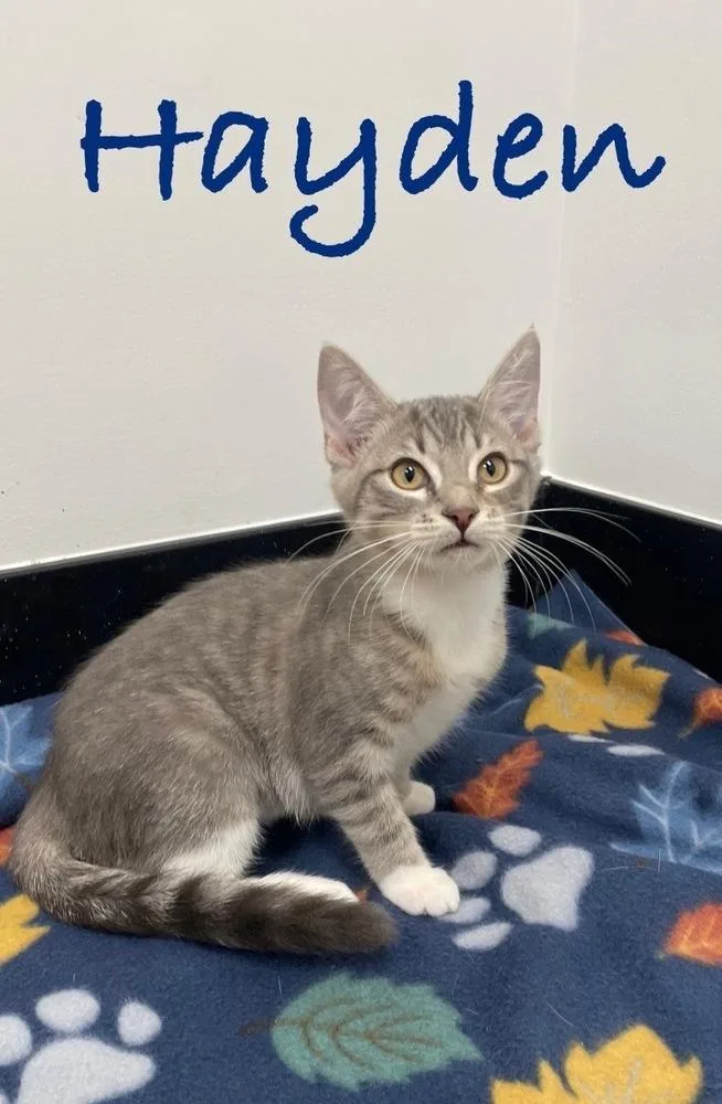 A baby small-sized female Tabby cat named Hayden for adoption in Fern Park, FL