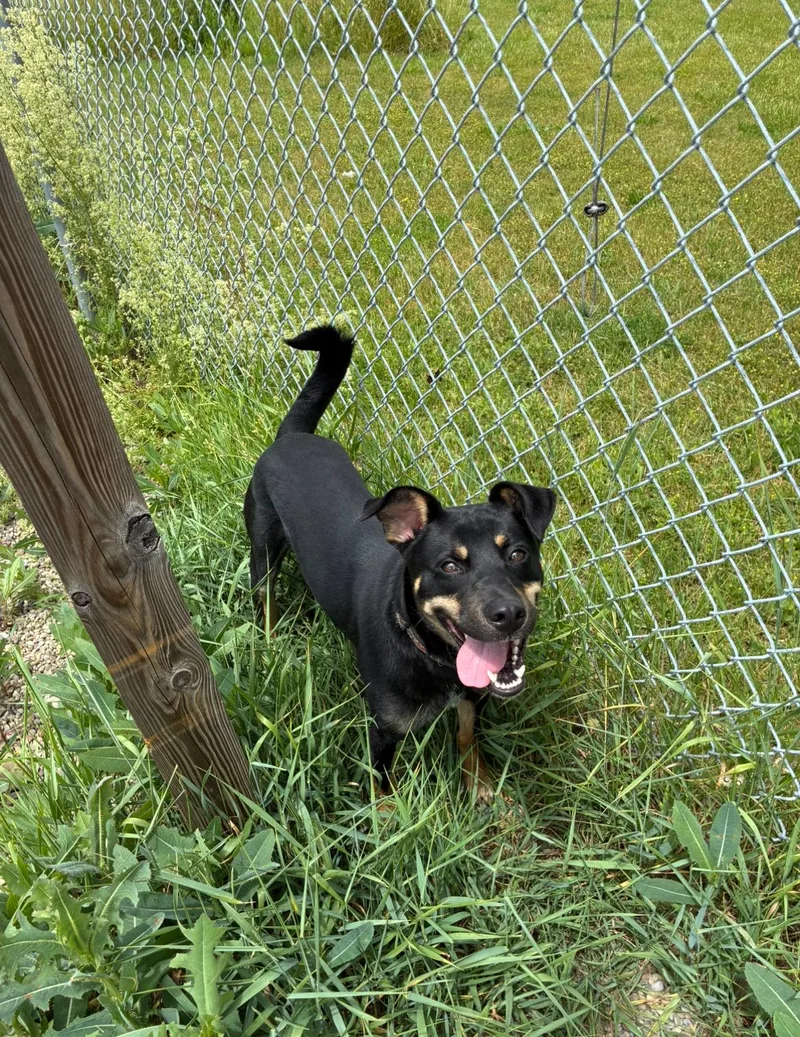 A young medium-sized male Bicolor Mixed Breed dog named Milo for adoption in Hornell, NY