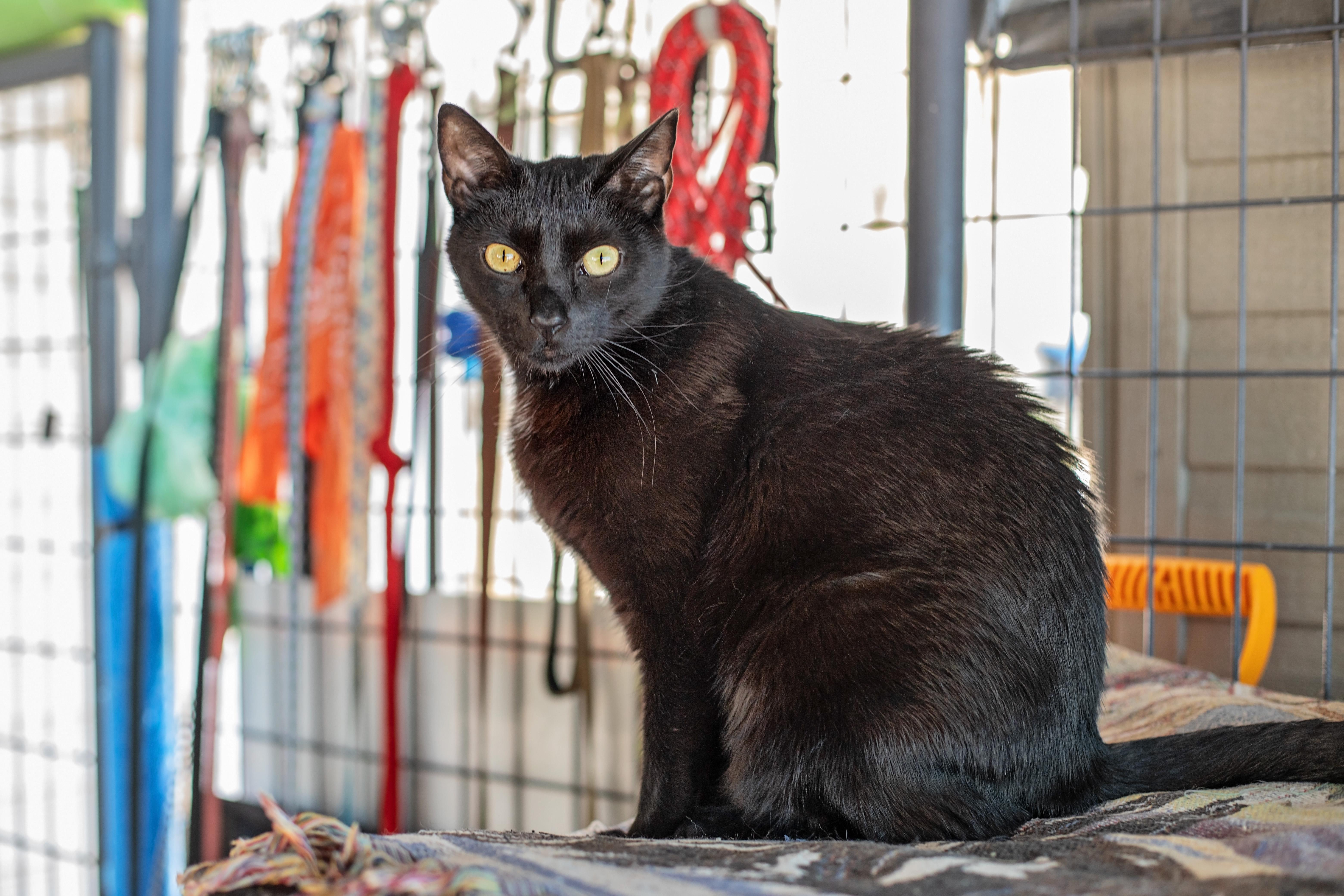 Honey & Sweetie thumbnail 2