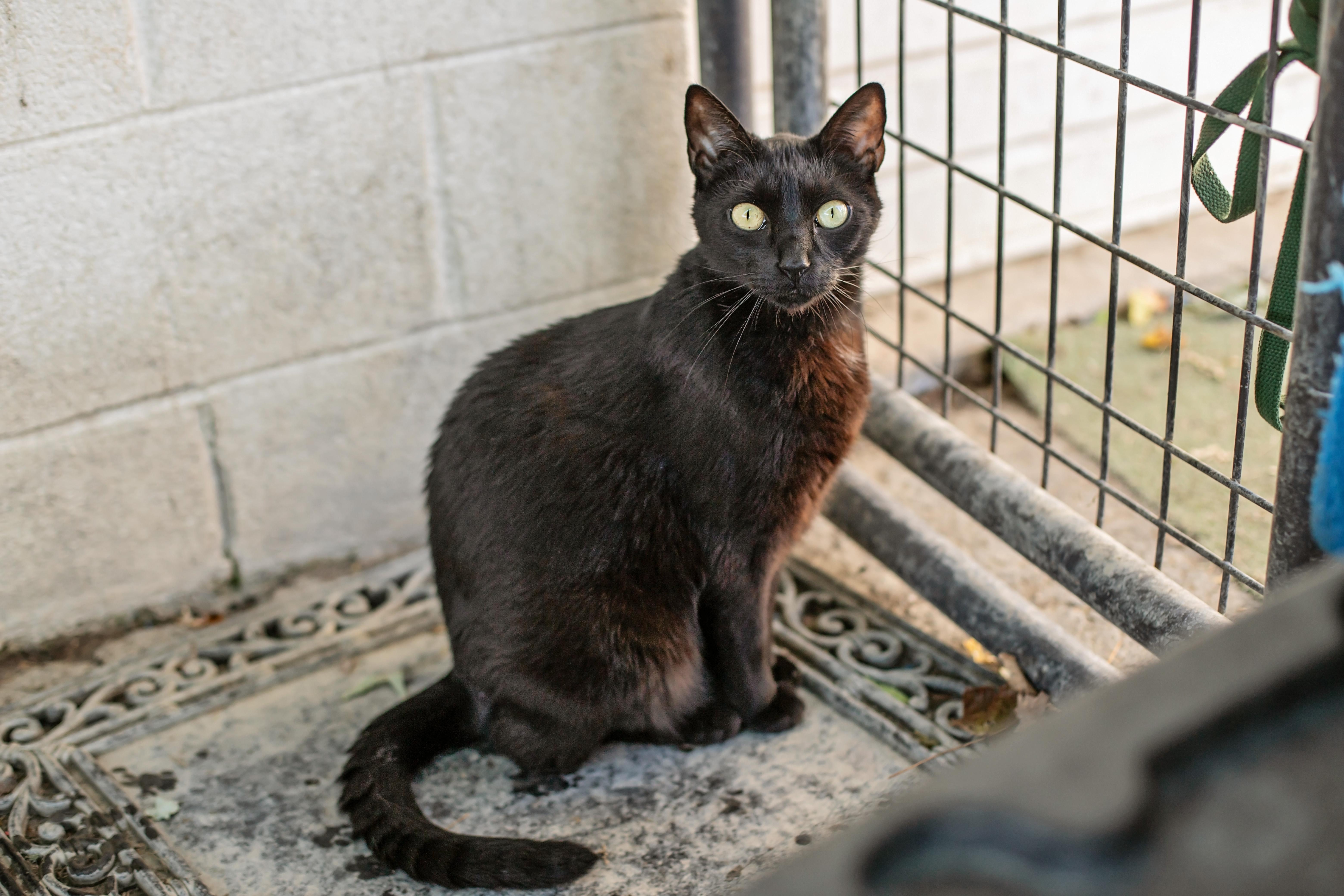 Honey & Sweetie thumbnail 3