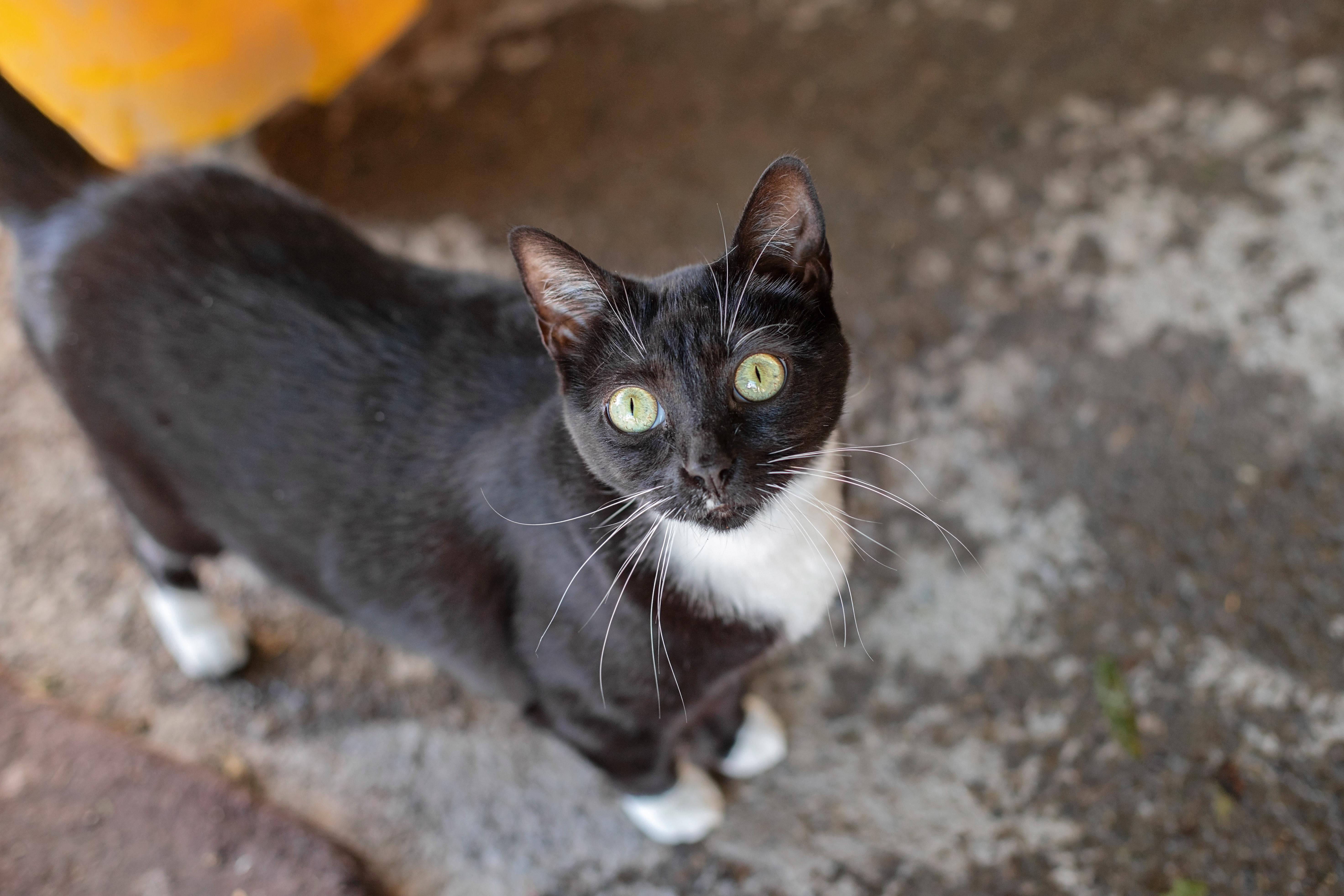 Honey & Sweetie thumbnail 5