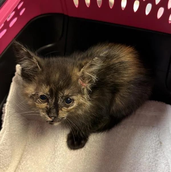 A baby small-sized female Domestic Short Hair cat named Trinity for adoption in Escondido, CA