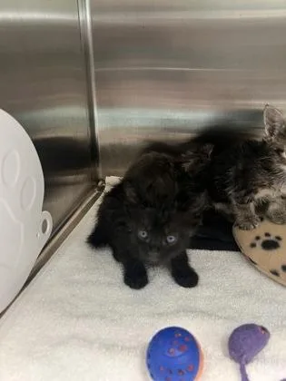 A baby small-sized male Domestic Short Hair cat named Padfoot for adoption in Fishers, IN