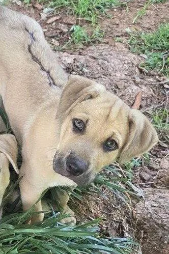 Rex