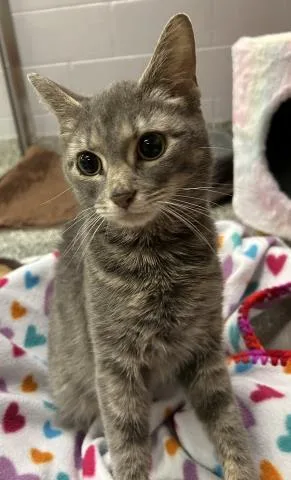 A young small-sized female Domestic Short Hair cat named Blaire for adoption in Clinton Township, MI