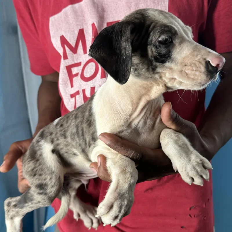 Jax  Local April thumbnail 4