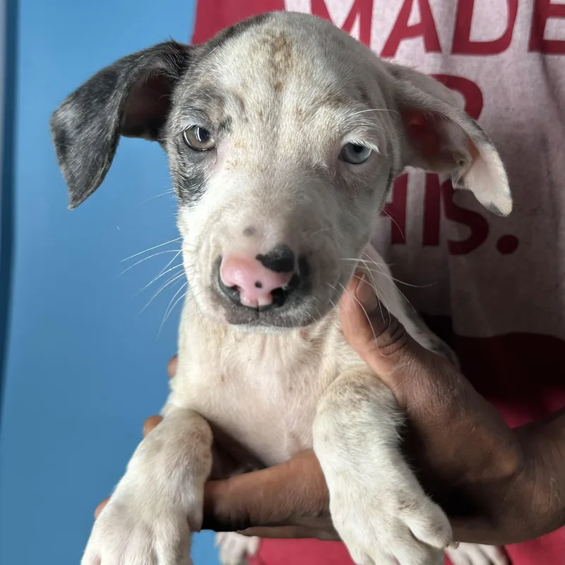 Jax  Local April thumbnail 5