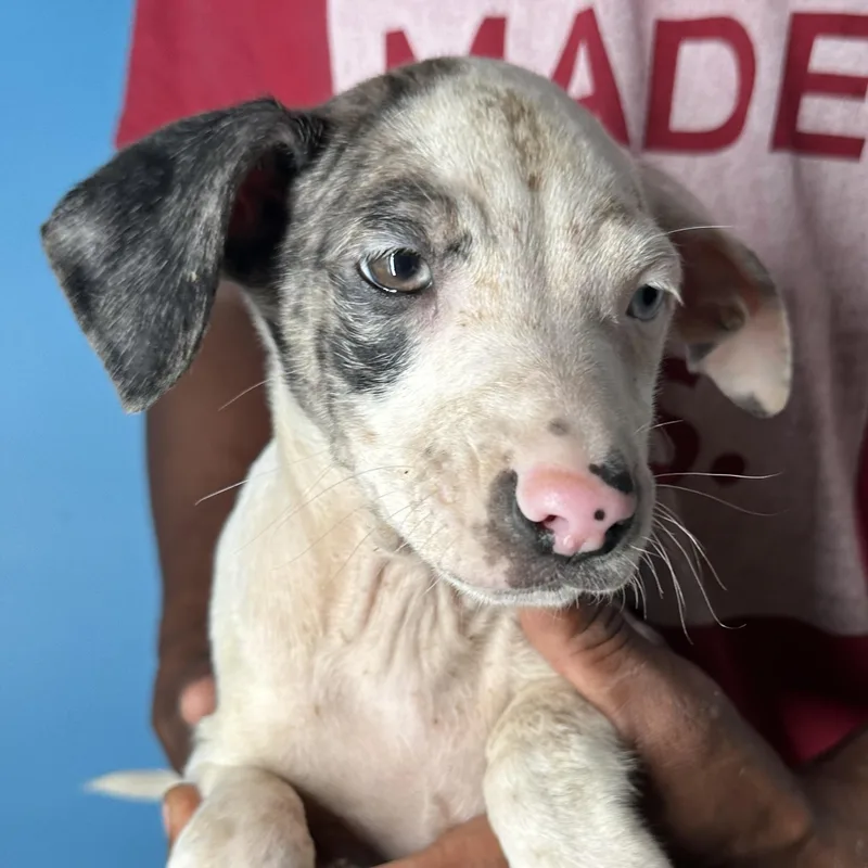 Jax  Local April thumbnail 6