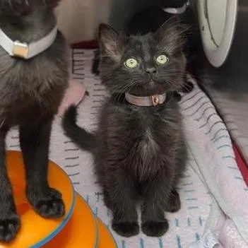 A baby small-sized male Black Domestic Short Hair cat named Salami for adoption in Long Beach, CA