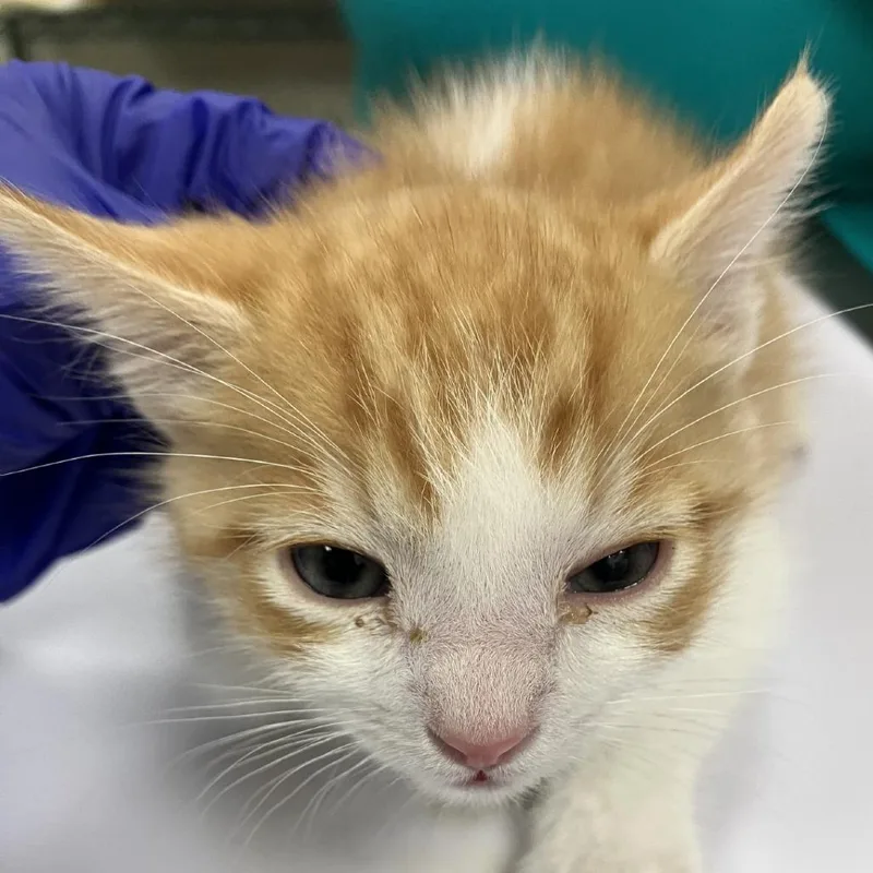 A baby small-sized male Domestic Short Hair cat named Charles for adoption in Las Cruces, NM