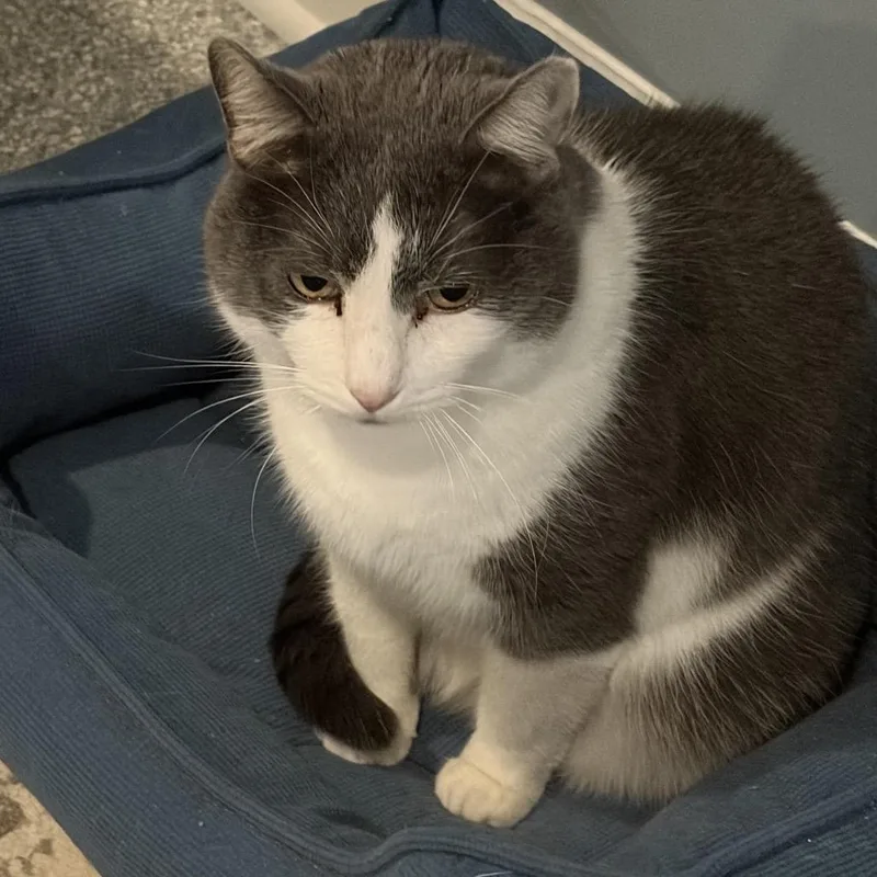 A senior small-sized male White American Shorthair cat named Vinny for adoption in Shawnee, KS