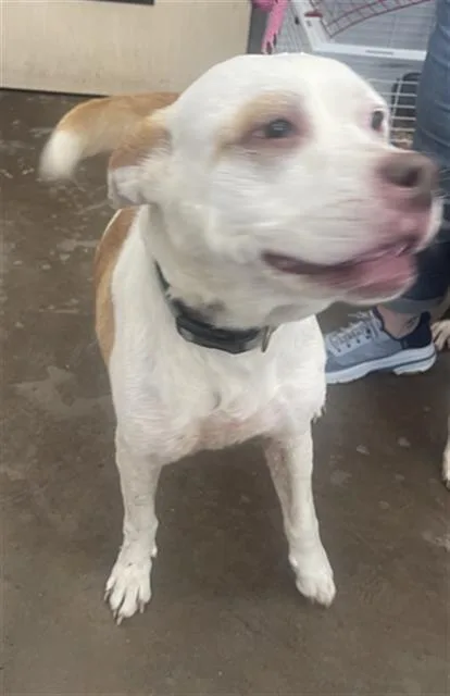 An adult large-sized female Mixed Breed dog named Luna for adoption in Dallas, TX