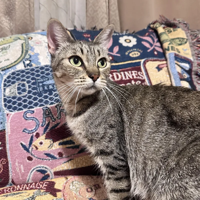 A young medium-sized female Tabby (Brown / Chocolate) Domestic Short Hair cat named Beyoncé for adoption in Fresno, CA