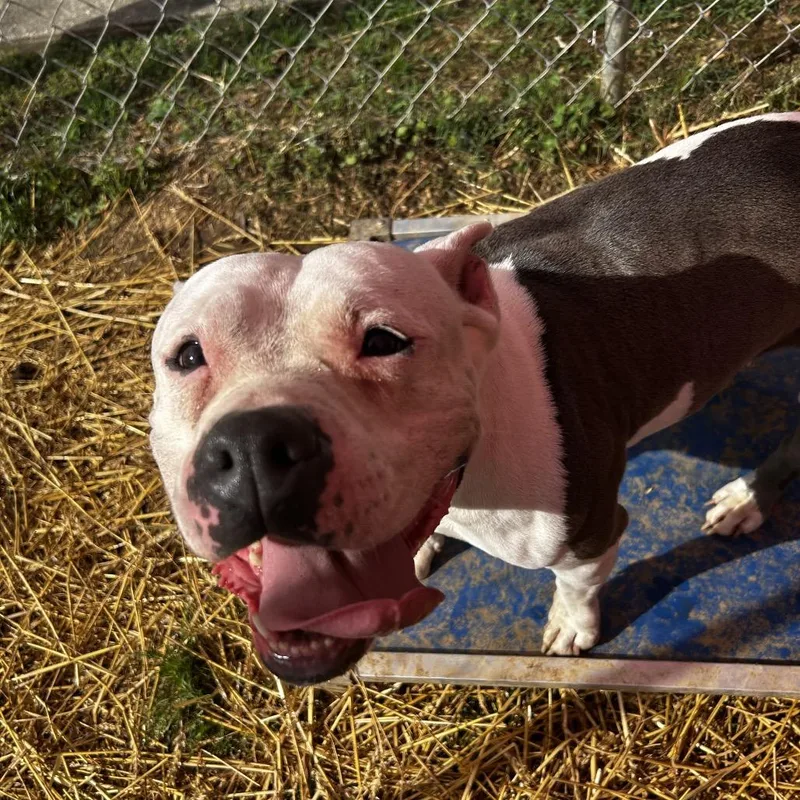 An adult medium-sized female White / Cream Mixed Breed dog named Horchata for adoption in Chattanooga, TN