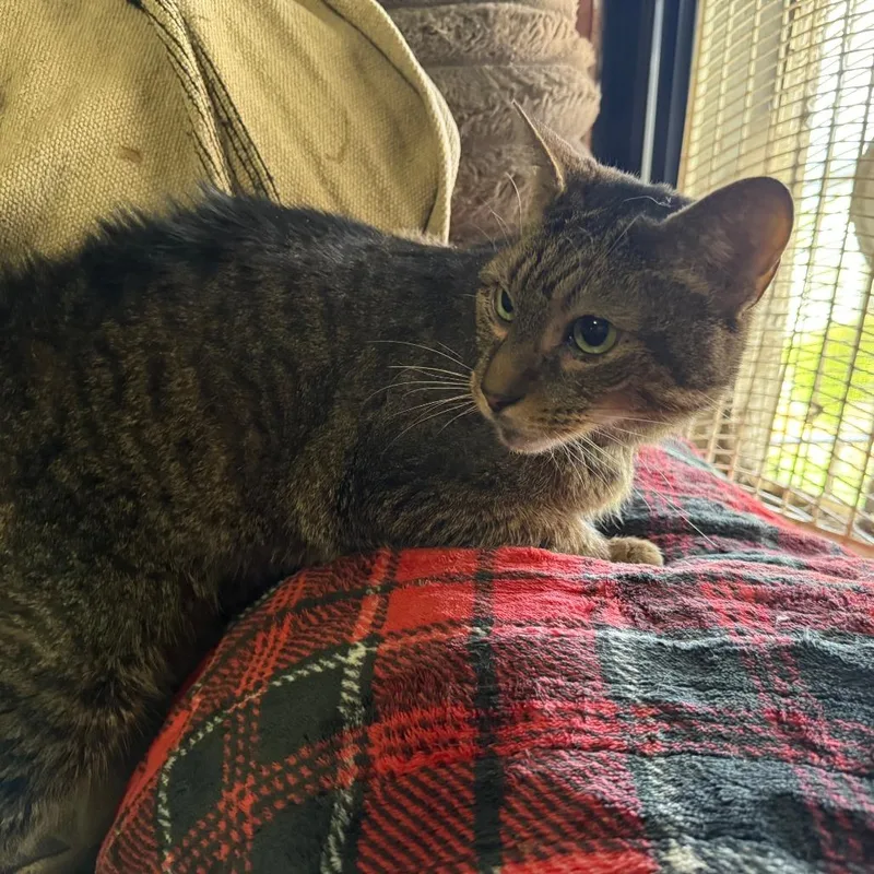 An adult medium-sized male Black & White / Tuxedo Domestic Short Hair cat named Freddy for adoption in Lancaster, OH
