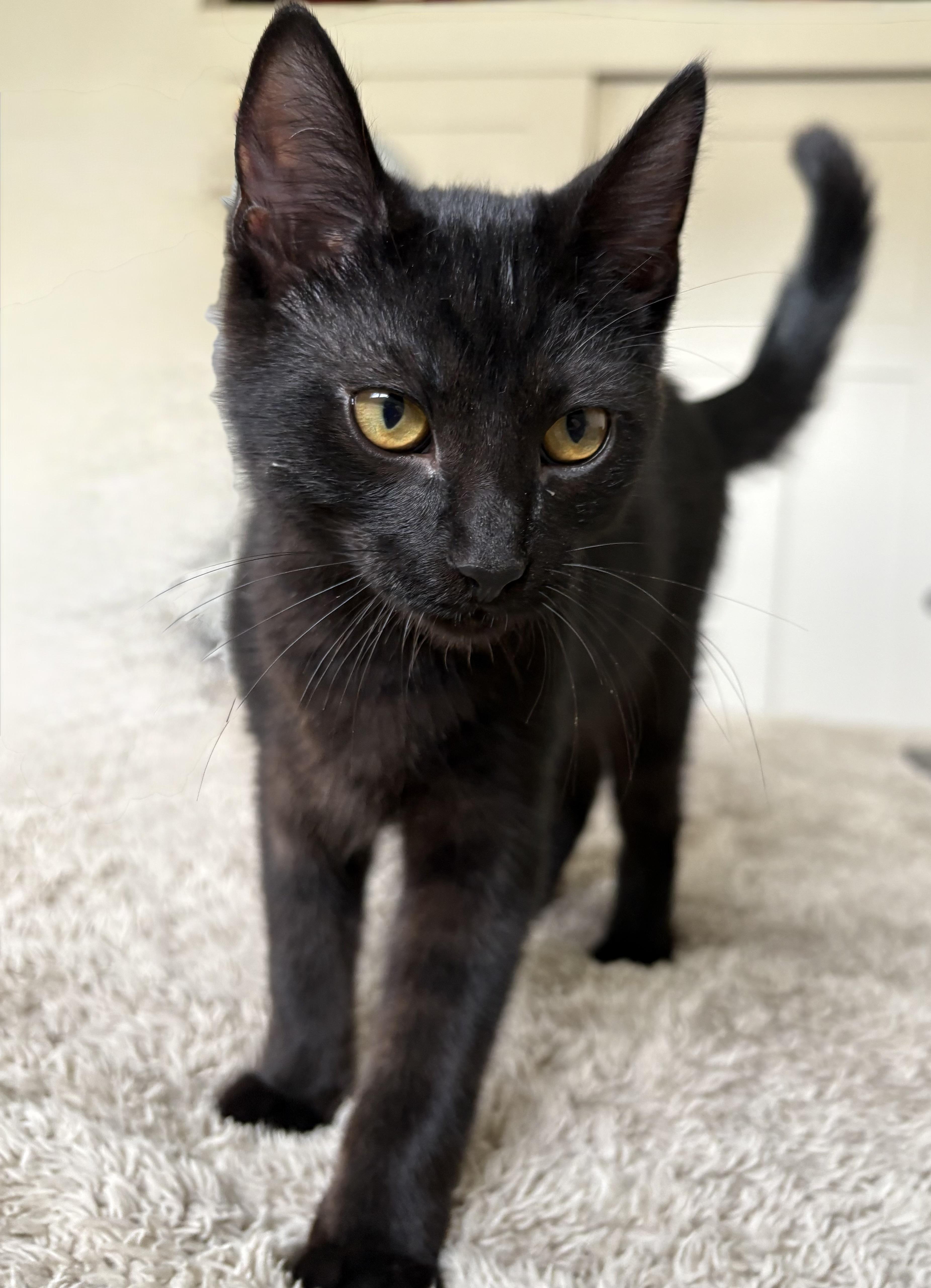 A baby medium-sized female Black Domestic Short Hair cat named Valerie md for adoption in Burlington, WA