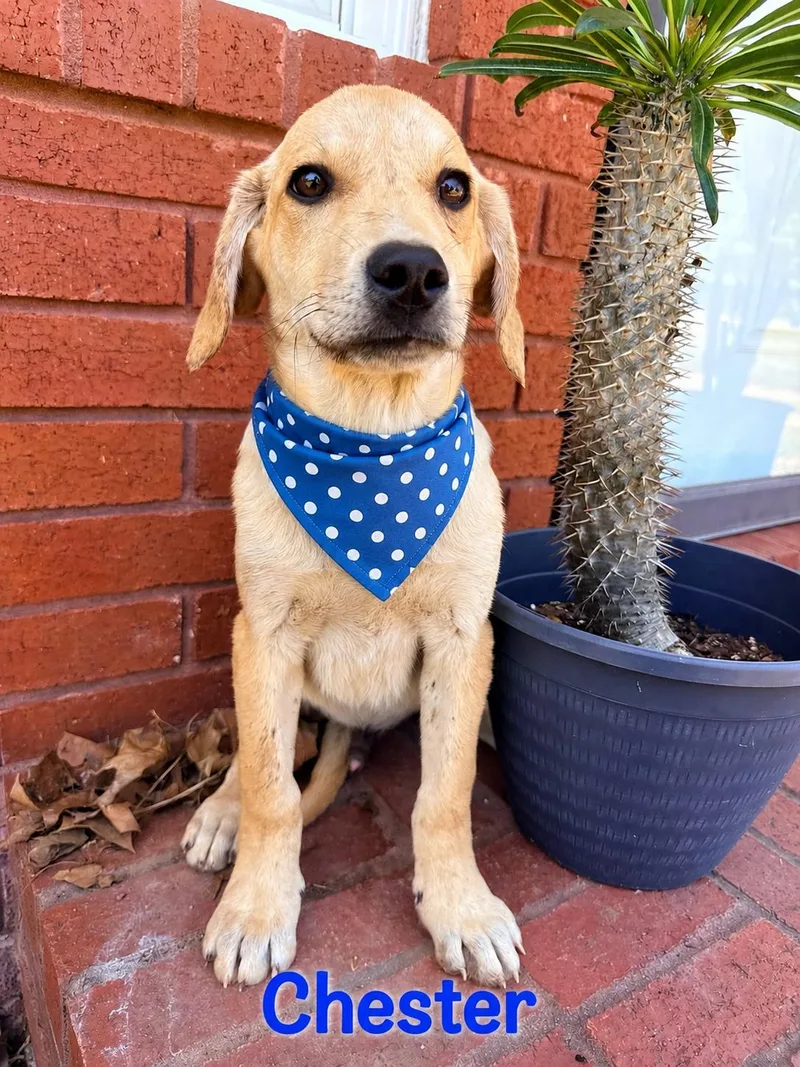 A baby medium-sized male Labrador Retriever dog named Chester for adoption in Zimmerman, MN