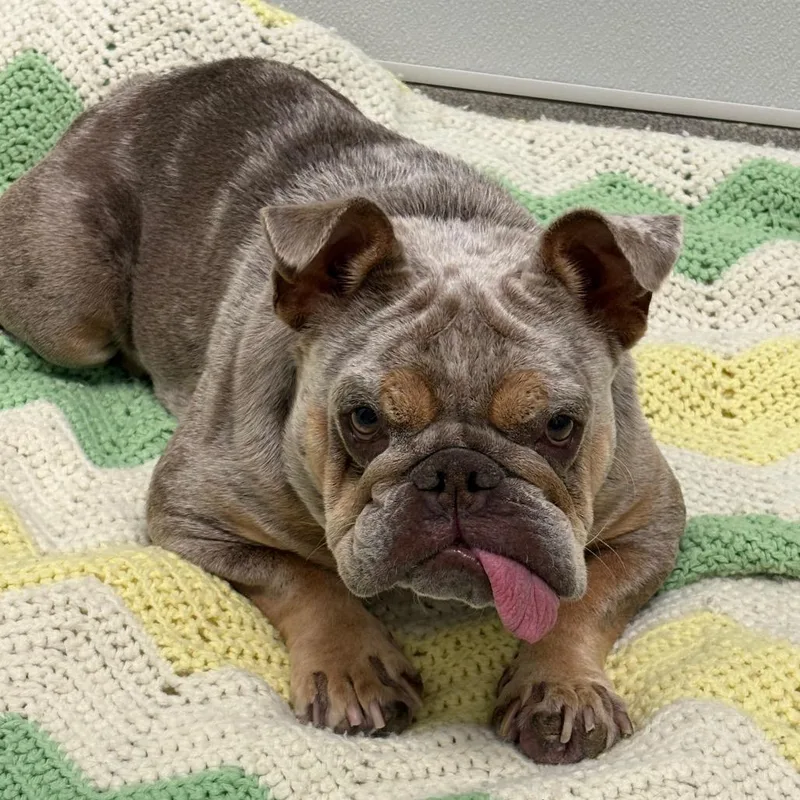 An adult medium-sized female Yellow / Tan / Blond / Fawn French Bulldog dog named Thumbelina for adoption in Jupiter, FL