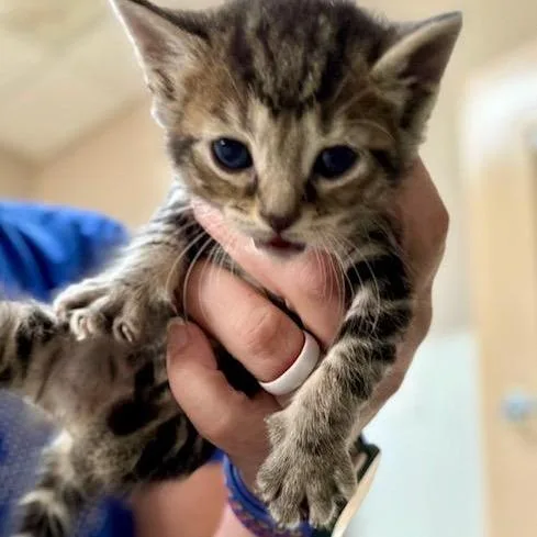 Tala