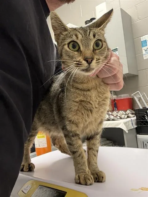 A young small-sized female Domestic Short Hair cat named Jessica for adoption in Indianapolis, IN