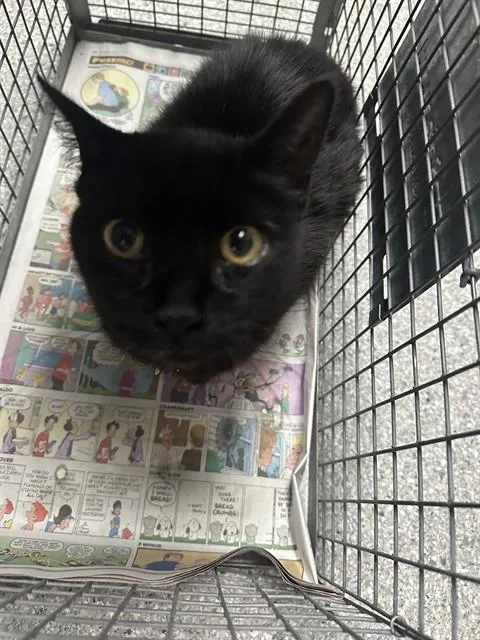 An adult large-sized female Domestic Short Hair cat named A for adoption in Pasadena, TX
