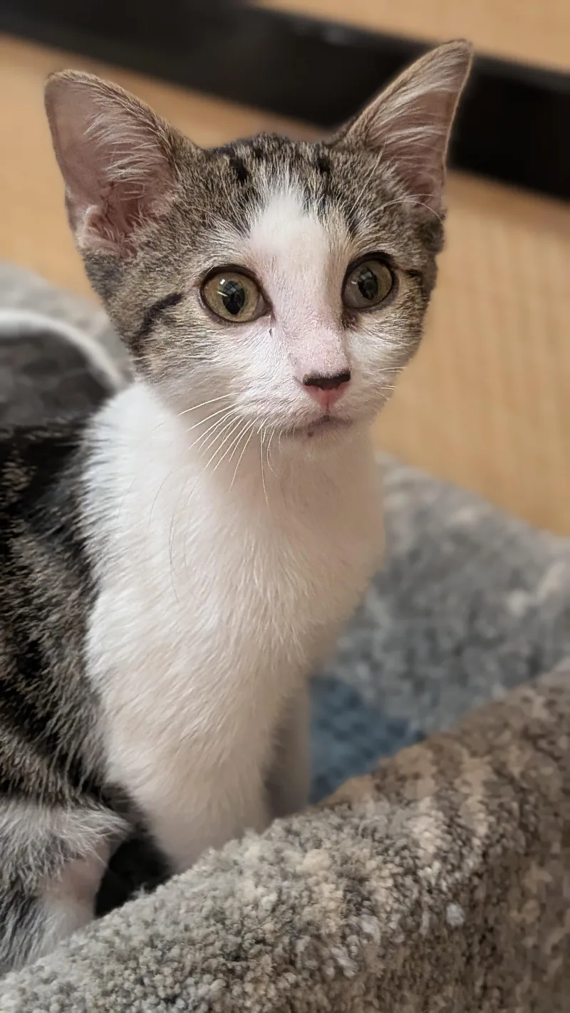 A baby medium-sized female Domestic Short Hair cat named Coty for adoption in Irvine, CA