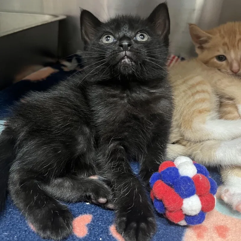 A baby small-sized female Black Domestic Short Hair cat named Sand for adoption in Pensacola, FL