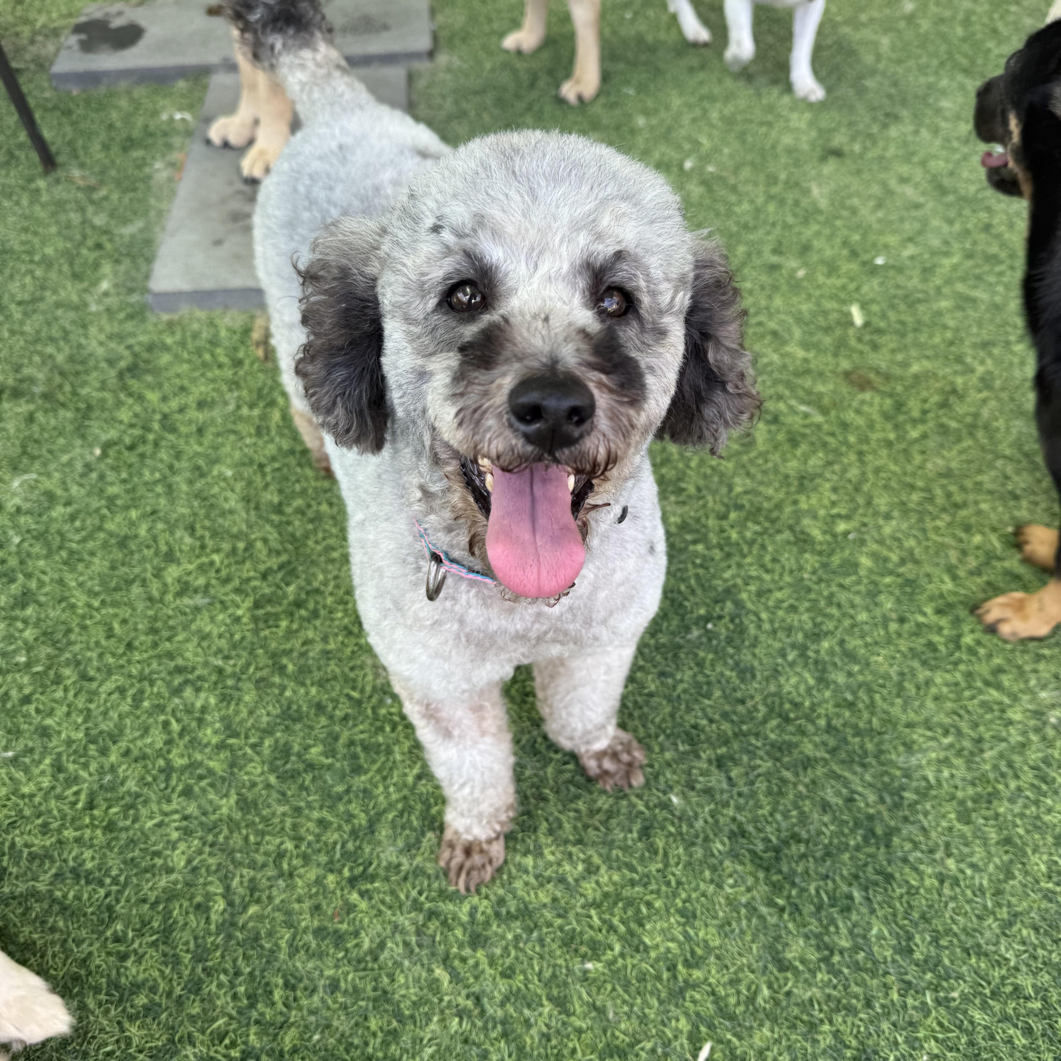 An adult small-sized male Gray / Blue / Silver Poodle dog named Billy for adoption in Duluth, GA