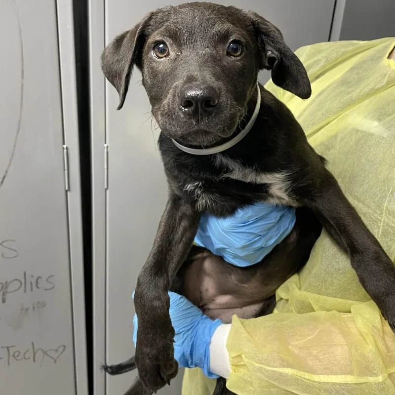 A baby small-sized female Black Cattle Dog dog named Book Report for adoption in Hattiesburg, MS