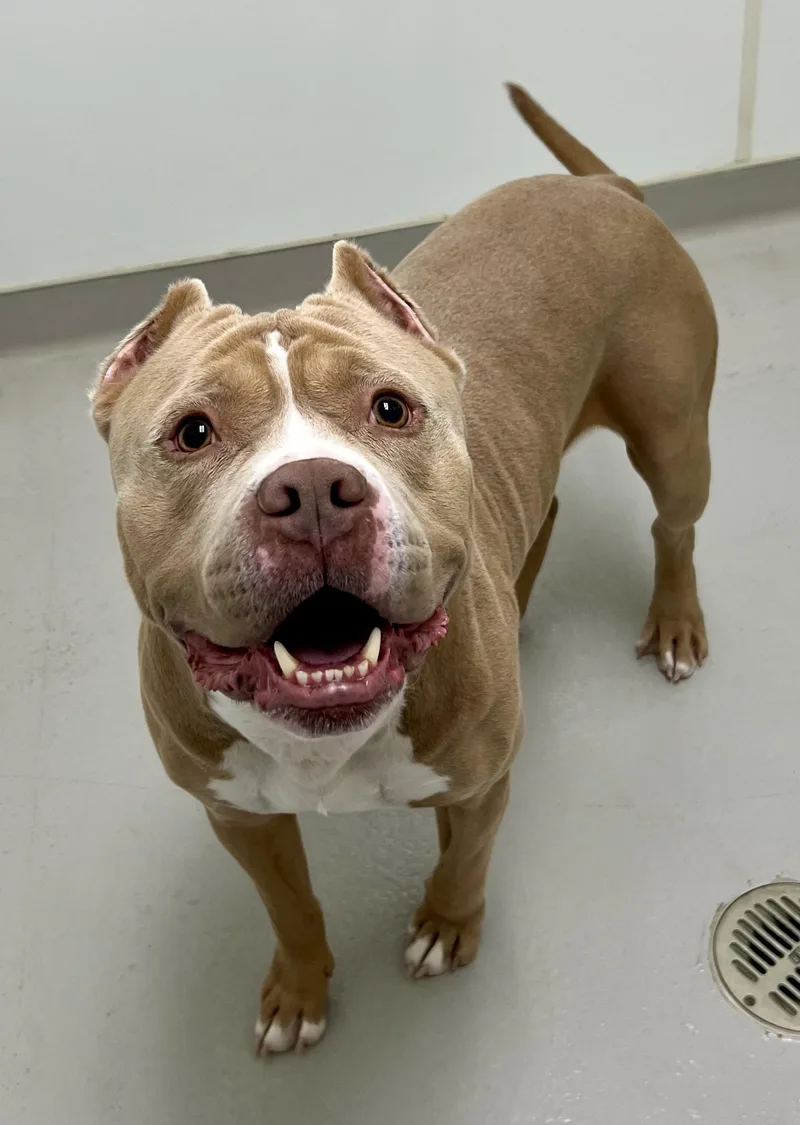 Meatloaf thumbnail 3