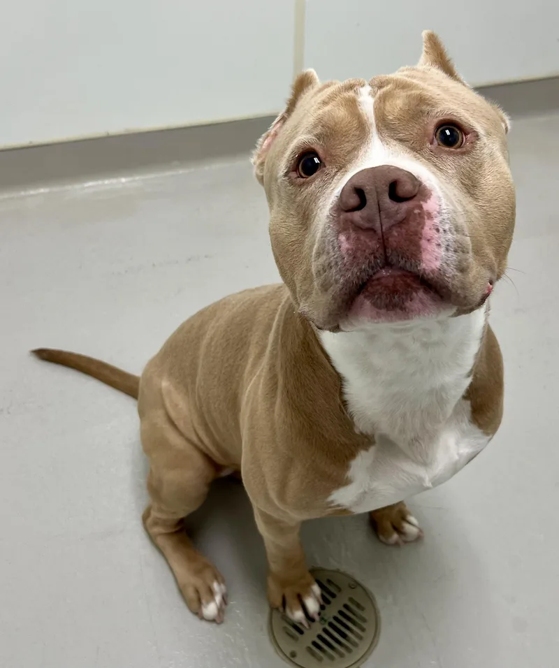 Meatloaf thumbnail 4