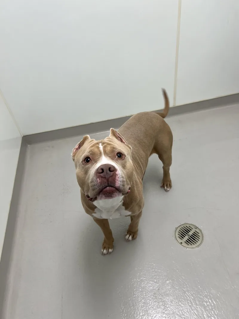 Meatloaf thumbnail 5