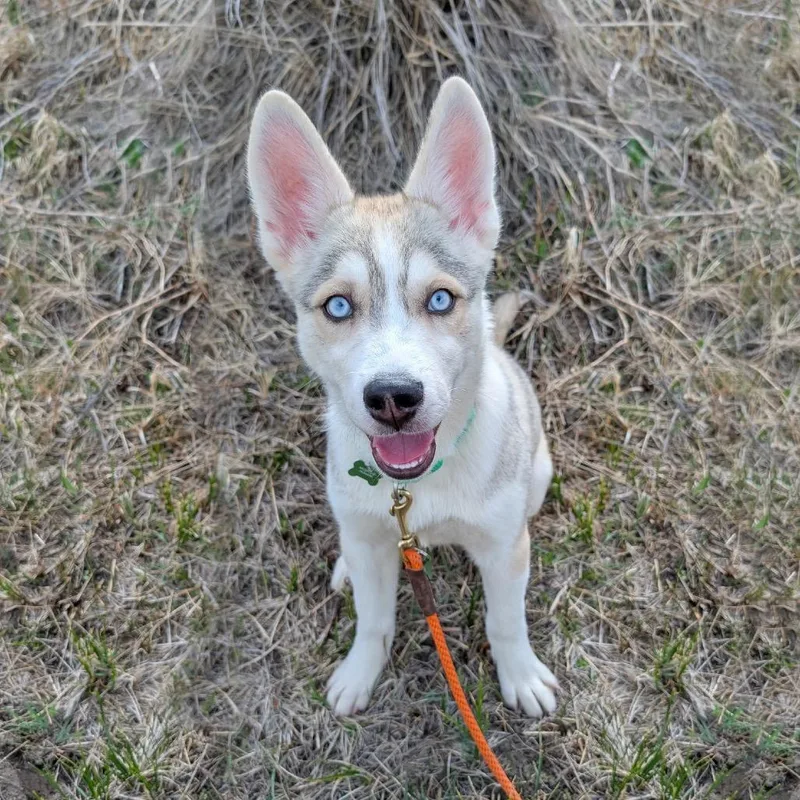A baby large-sized female White / Cream Mixed Breed dog named Magenta for adoption in Hailey, ID