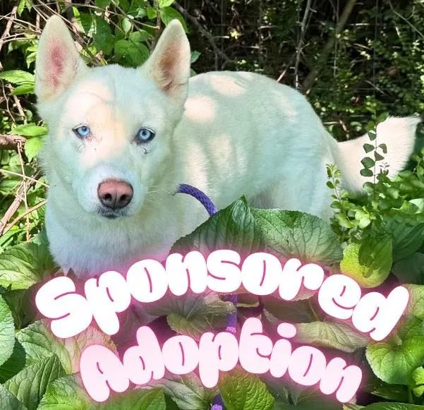A young medium-sized female White / Cream Husky dog named Athena for adoption in Culpeper, VA