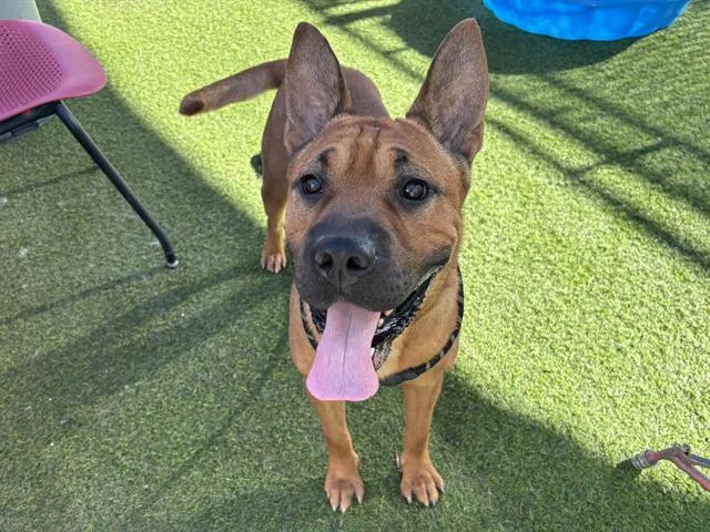 Scooby
